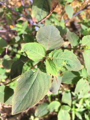 Impatiens pallida