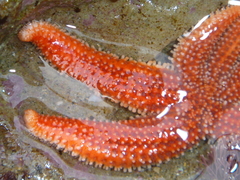 Allostichaster insignis