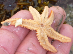 Allostichaster insignis