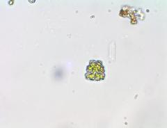 Euastrum insulare