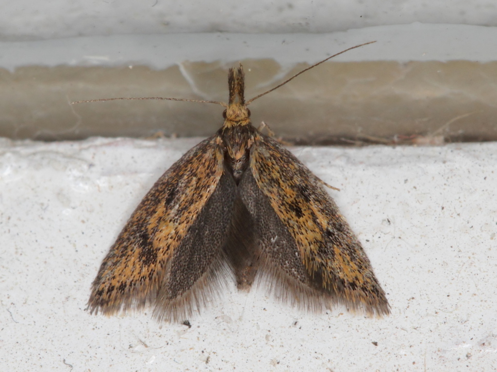 Scarce Brown Streak