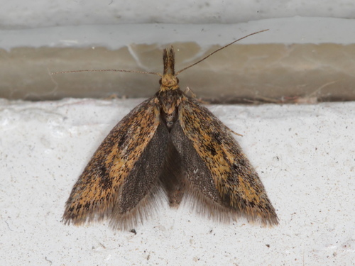 Scarce Brown Streak