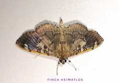 Pantographa