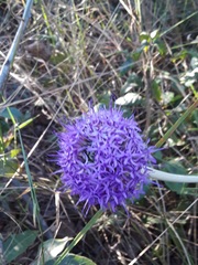 Chresta sphaerocephala