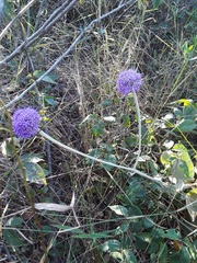 Chresta sphaerocephala