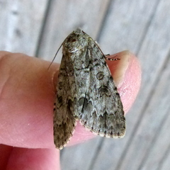 Acronicta spinigera