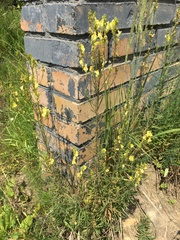 Linaria vulgaris