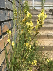Linaria vulgaris