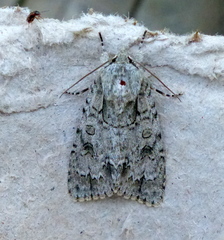 Acronicta spinigera