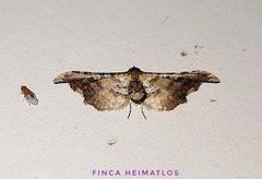 Siculodinae