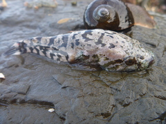 Lumpfish photo 3