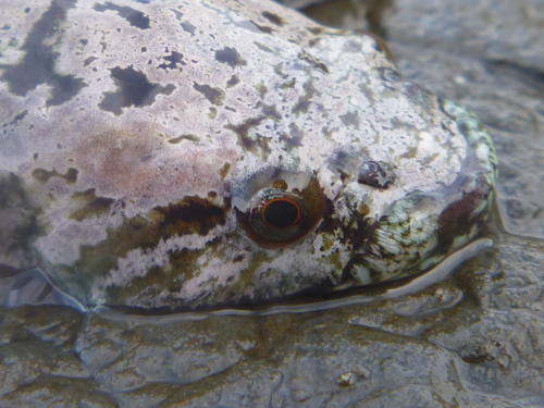 Lumpfish clingfish (Trachelochismus pinnulatus) — Gobiesocidae — 3