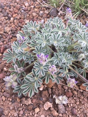 Lupinus brevicaulis