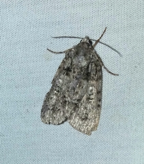 Acronicta retardata