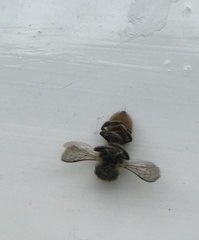 Megachile