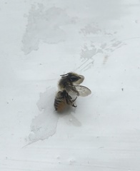 Megachile