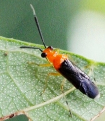 Synthlipsis annulipes