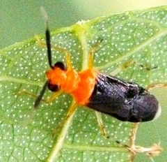 Synthlipsis annulipes