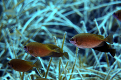 Dusky Spinefoot photo 5