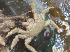 Neohymenicus pubescens