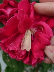 Halysidota tessellaris