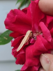 Halysidota tessellaris