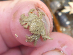 Neohymenicus pubescens