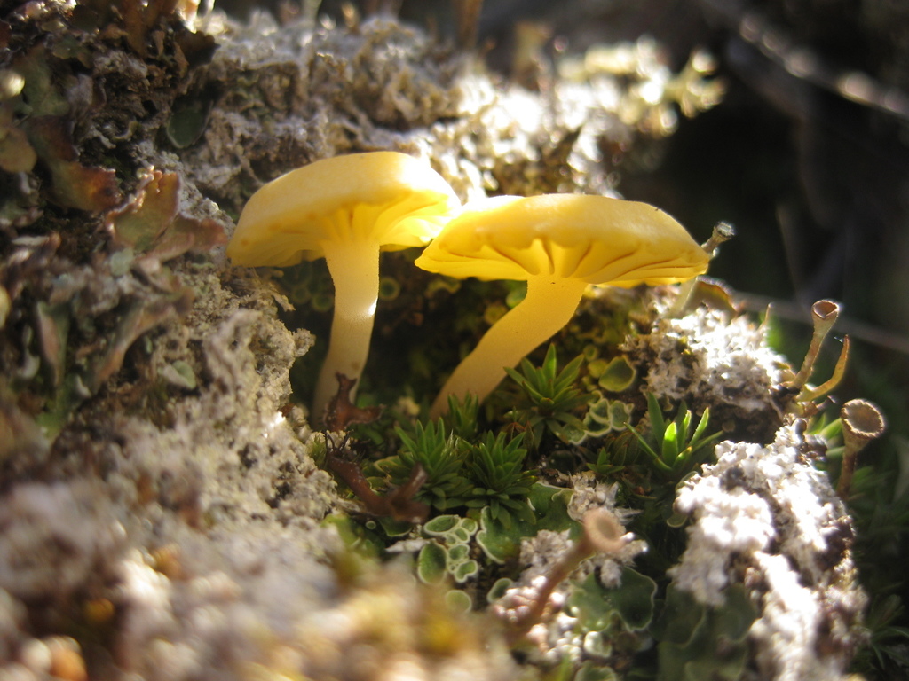 Arctic Mushroom Scales Lichen