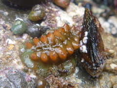 Cryptoconchus porosus