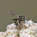 California Rotund-Resin Bee - Photo (c) Robin Gwen Agarwal, some rights reserved (CC BY-NC), uploaded by Robin Gwen Agarwal