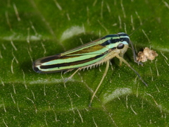 Sibovia taeniatifrons