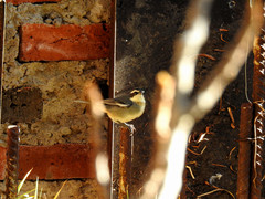 Microspingus torquatus