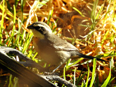 Microspingus torquatus