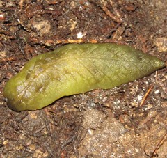 Athoracophorus papillatus