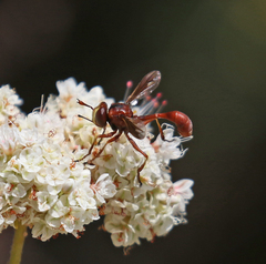 Physocephala burgessi