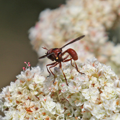 Physocephala burgessi
