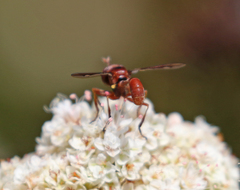 Physocephala burgessi