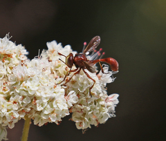 Physocephala burgessi