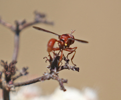 Physocephala burgessi
