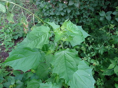 Chenopodiastrum simplex