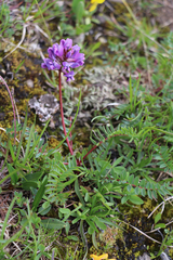 Oxytropis montana
