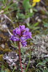 Oxytropis montana