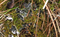 Peltigera hymenina