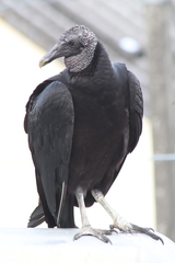 Coragyps atratus