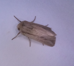 Leucania phragmitidicola