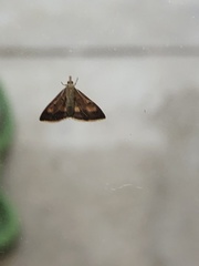 Pyrausta californicalis
