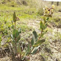 Asclepias glaucescens × lynchiana
