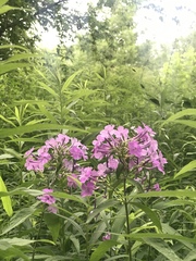 Phlox glaberrima