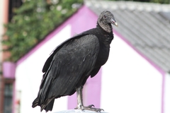 Coragyps atratus