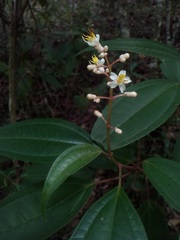 Miconia mexicana